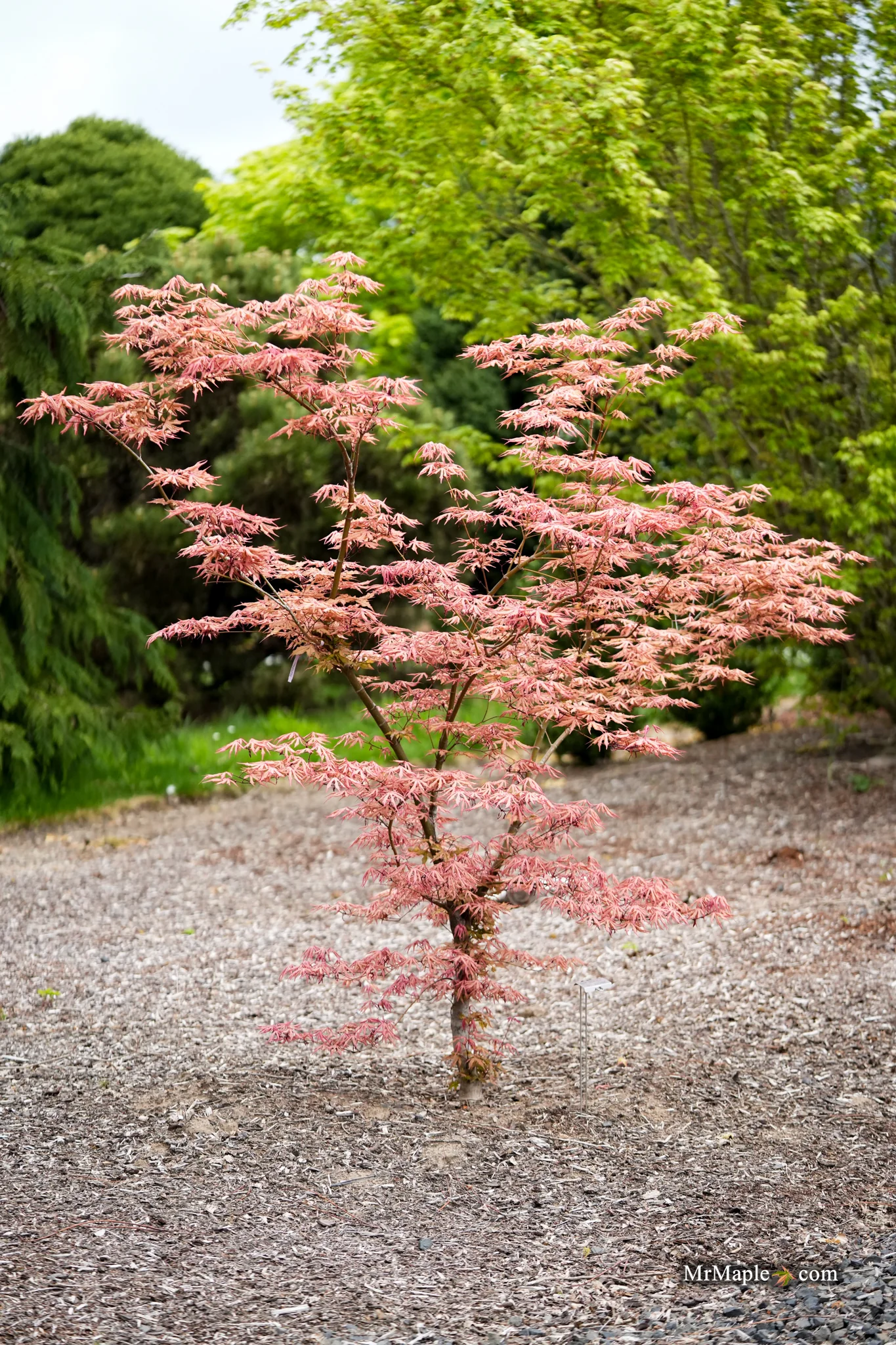 MrMaple's Weekly Whammy Limited Plant Sale