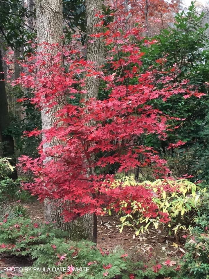 Flash Savings Sale On Japanese Maples and Plants!