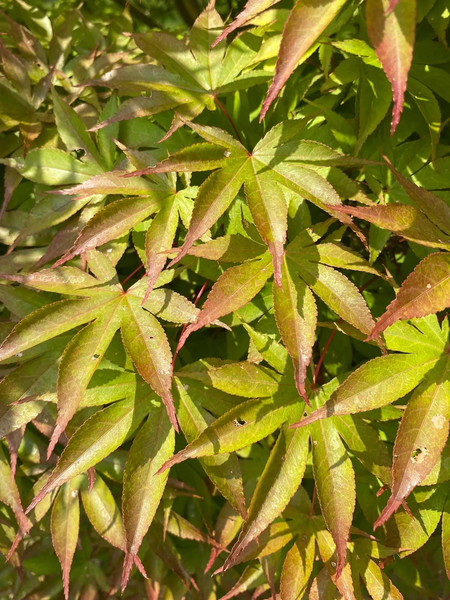 Product image 61