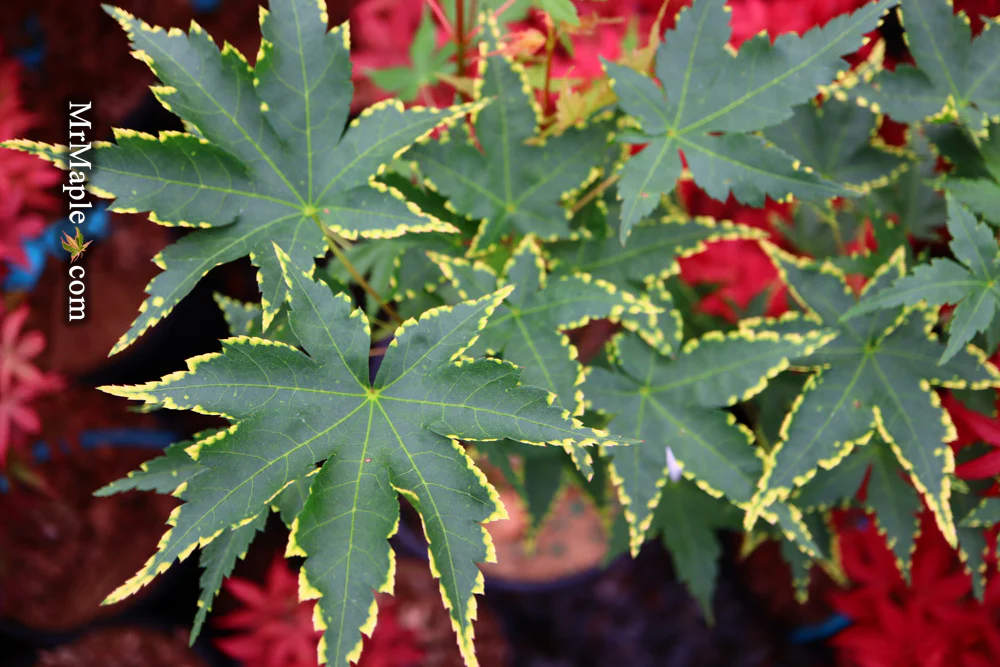 Product image 47