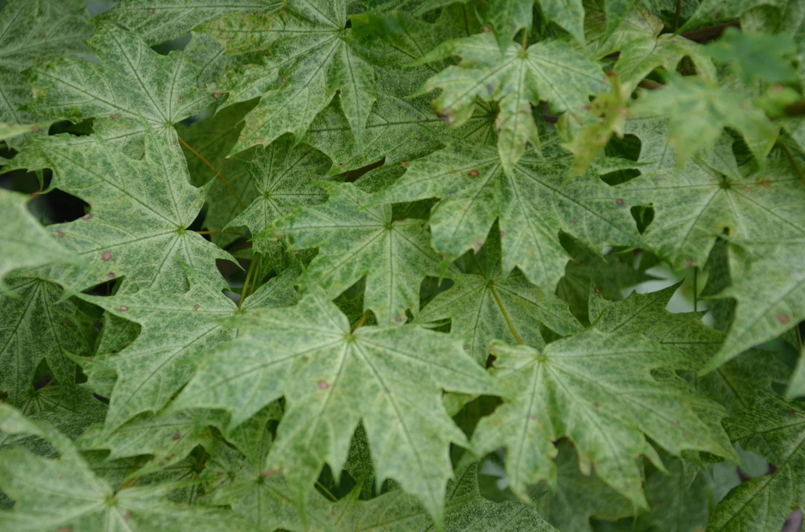 Japanese Maples For Sale