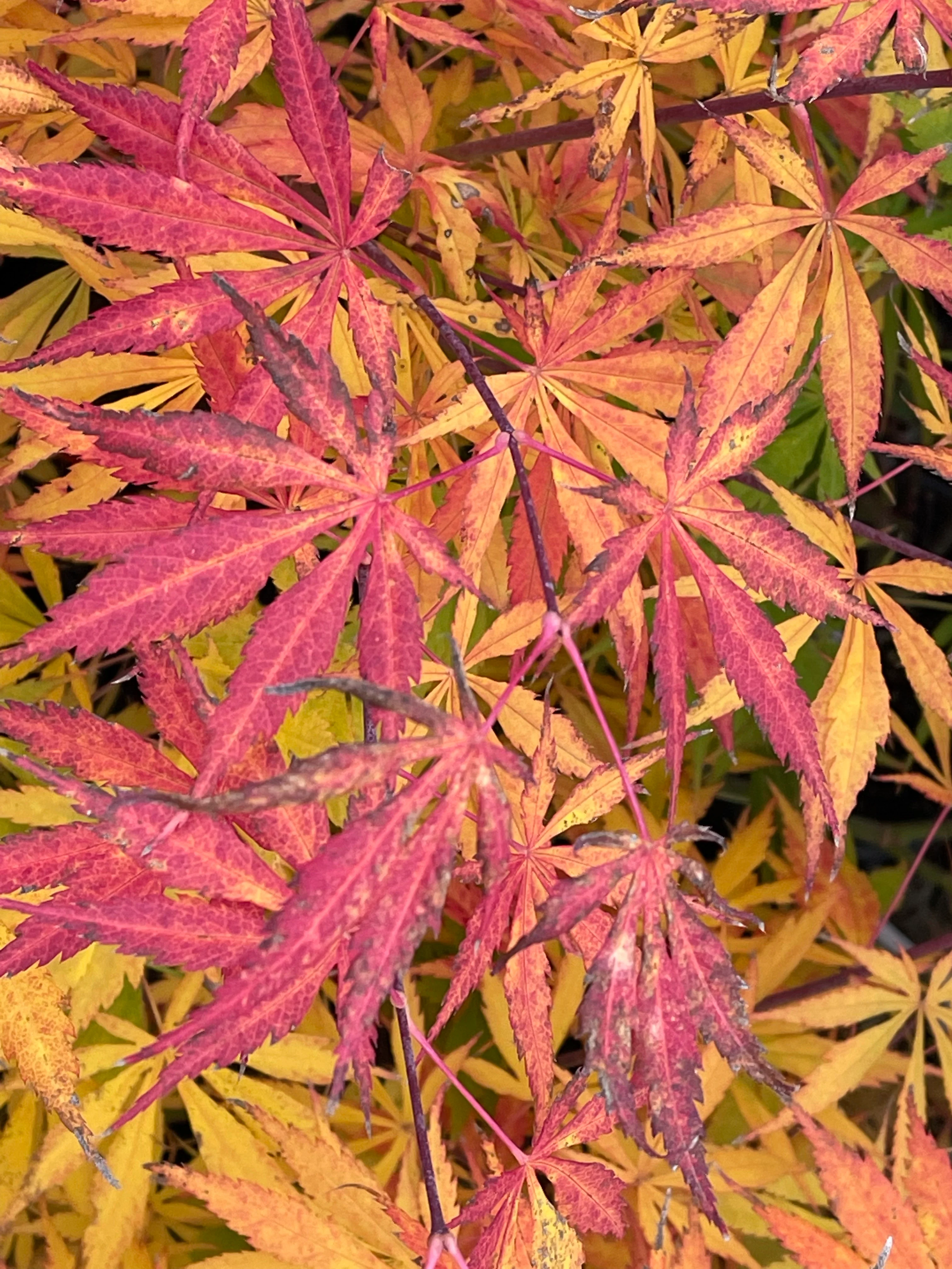 Product image 126