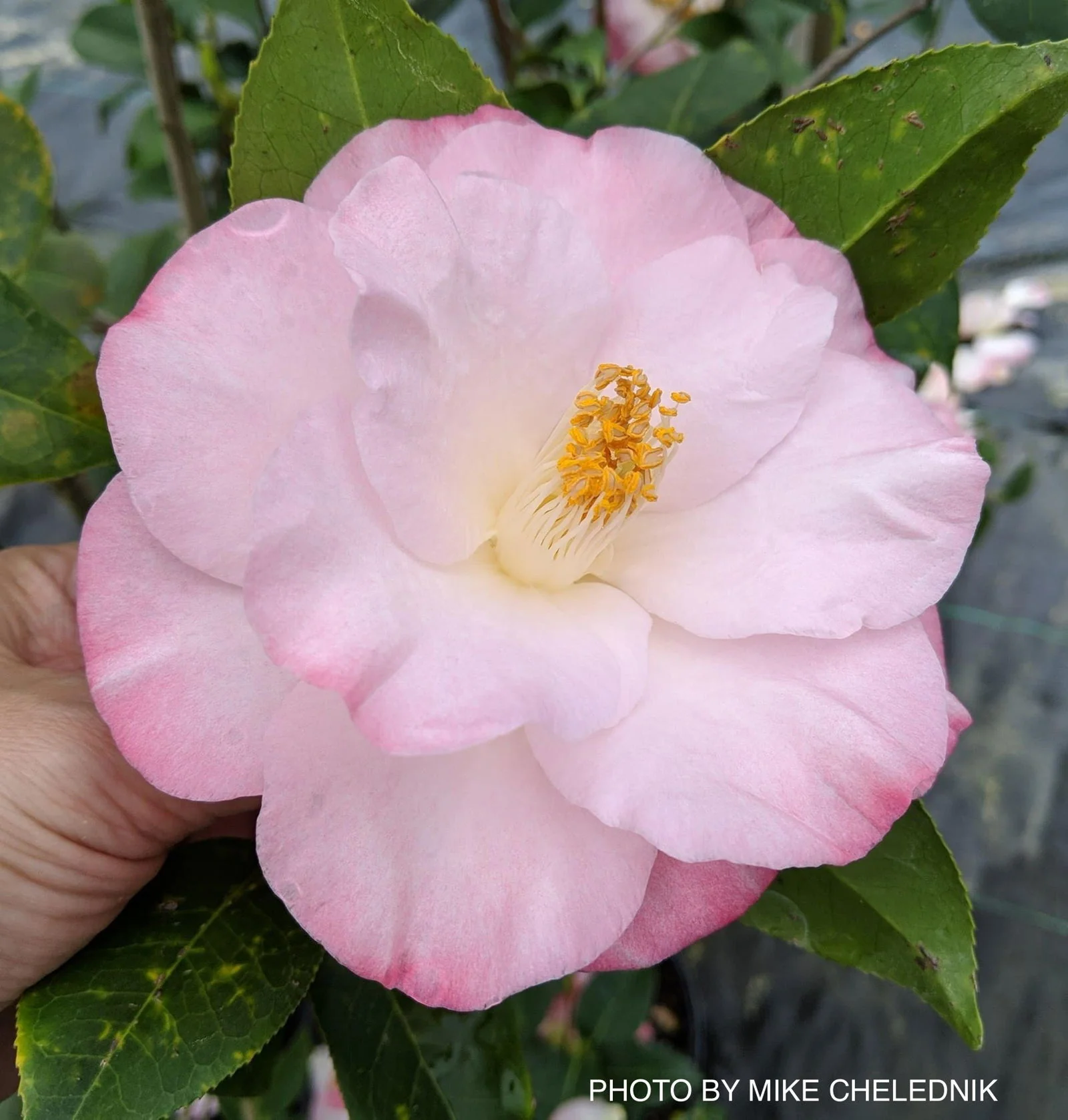 Product image 22