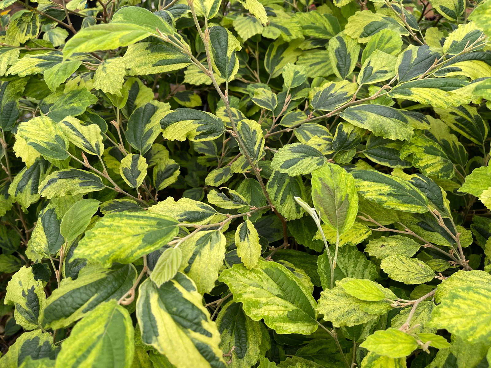 Product image 28