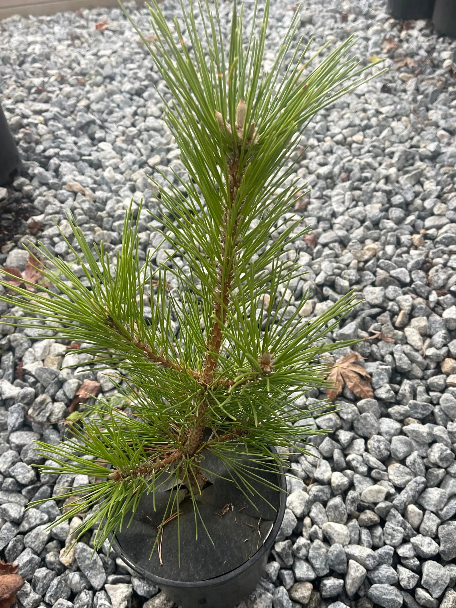 MrMaple 10 New Trees @ 10am on Tuesdays & Thursdays